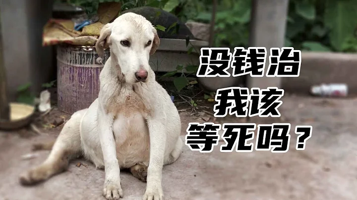 得了严重腹水，主人不要了，狗该怎么办？serious ascites, given up by owner, what about the dog?(EngSub) - 天天要闻