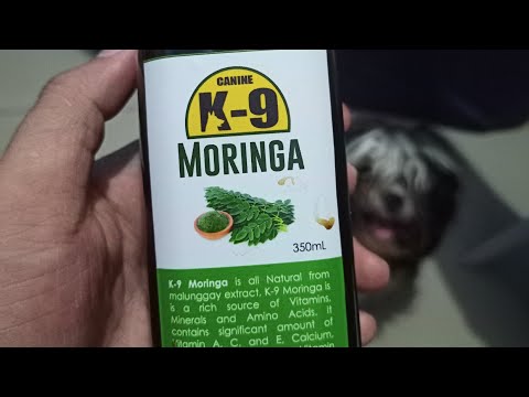 How to Handle Picky Eater Dog TIP #1 - YouTube