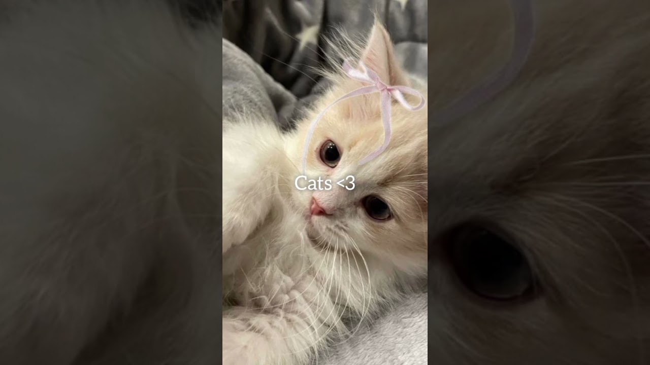 I Love cats 💗🎀 