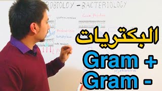 Microbiology Gram positive vs Gram negative شرح مقارنة بين انواع البكتيريا