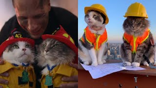 Compilation of cats doing human activities (AI)