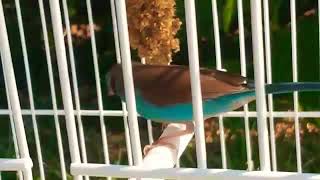 Kicau Pipit Biru Gacor screenshot 2