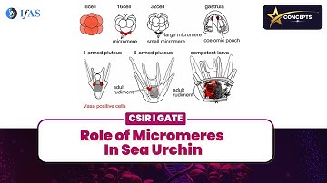 ROLE OF MICROMERES IN SEA URCHIN i STAR CONCEPT I CSIR 2023 I GATE I