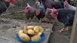 Chickens Feeding Frenzy: Potatoes