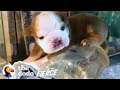 Watch This Itty Bitty Bulldog Grow Up In an Incubator — Then Burst Out! | The Dodo Little But Fierce