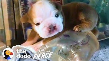 Watch This Itty Bitty Bulldog Grow Up In an Incubator — Then Burst Out! | The Dodo Little But Fierce