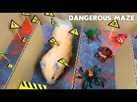 Hamsters in the