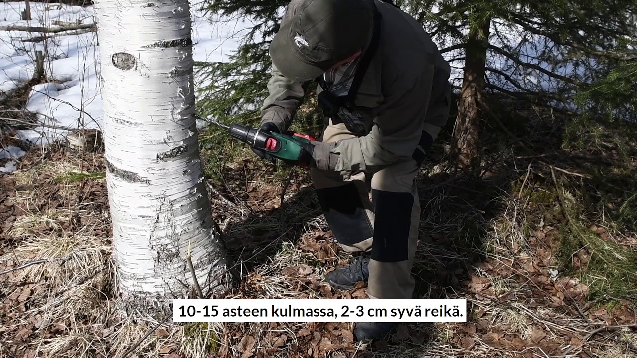 Koivun mahlan talteenotto