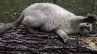 PSYCHO KITTY  (siamese cat with cross-eyes)