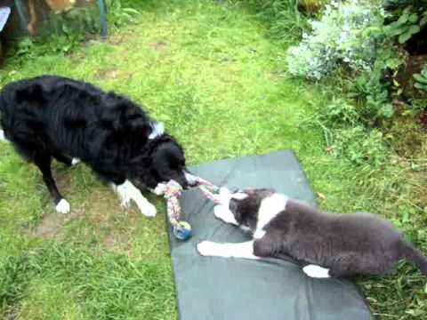Border Collie Tug of War - YouTube