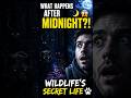 What Wildlife Really Does After Midnight 🌙 (You Won’t Believe This!) #shorts
