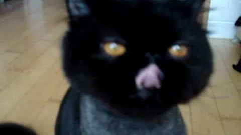 Watch the video about Amazing Black Persian- BABO