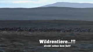 Wildrentiere auf der Hardangervidda