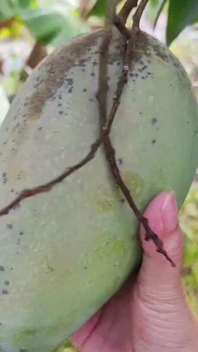 Kuha tayo ng mangga #mango #fruit #shorts #shortsviral #shortsvideo #fyp