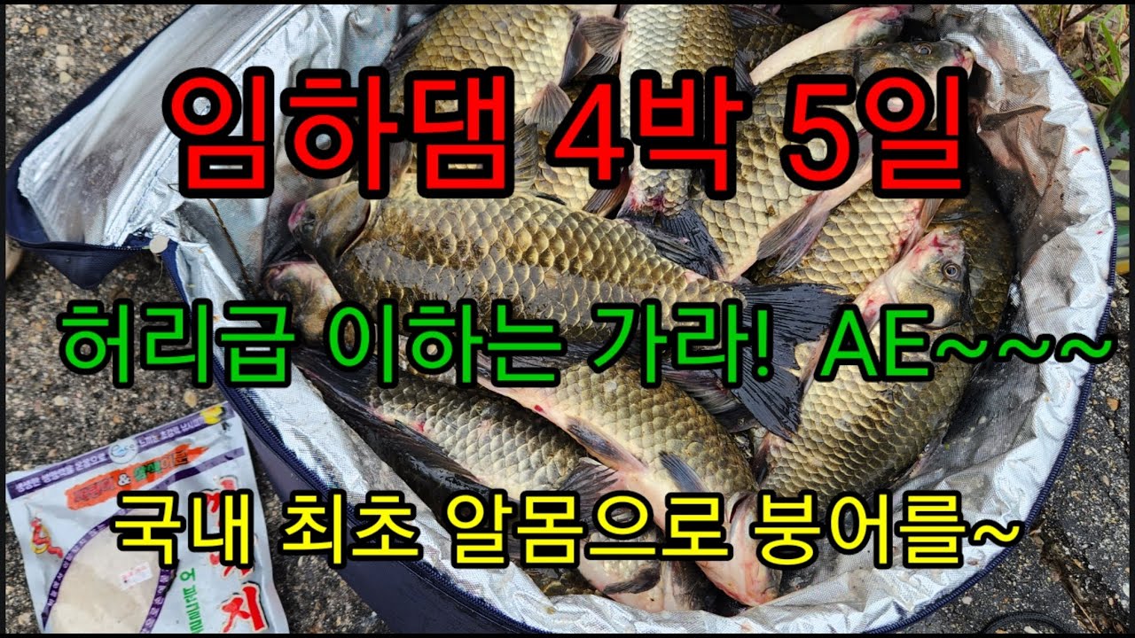 임하댐 4박 5일 기본이 허리급 /  여기가 대물 맛집인가~