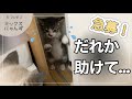 #12 保護したばかりの子猫に詰め寄る先住猫