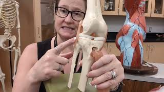 Anatomy Lab v2.0 Unit 2: Structures of the Knee