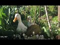 Los patos y la permacultura