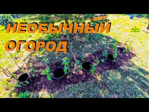 Видео: Сажаем Необычный Огород. Подключаем Воду. Дом 3х3 в Деревне