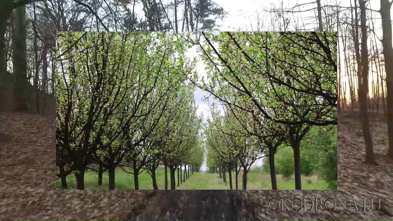 Nasze piękne Bukowno