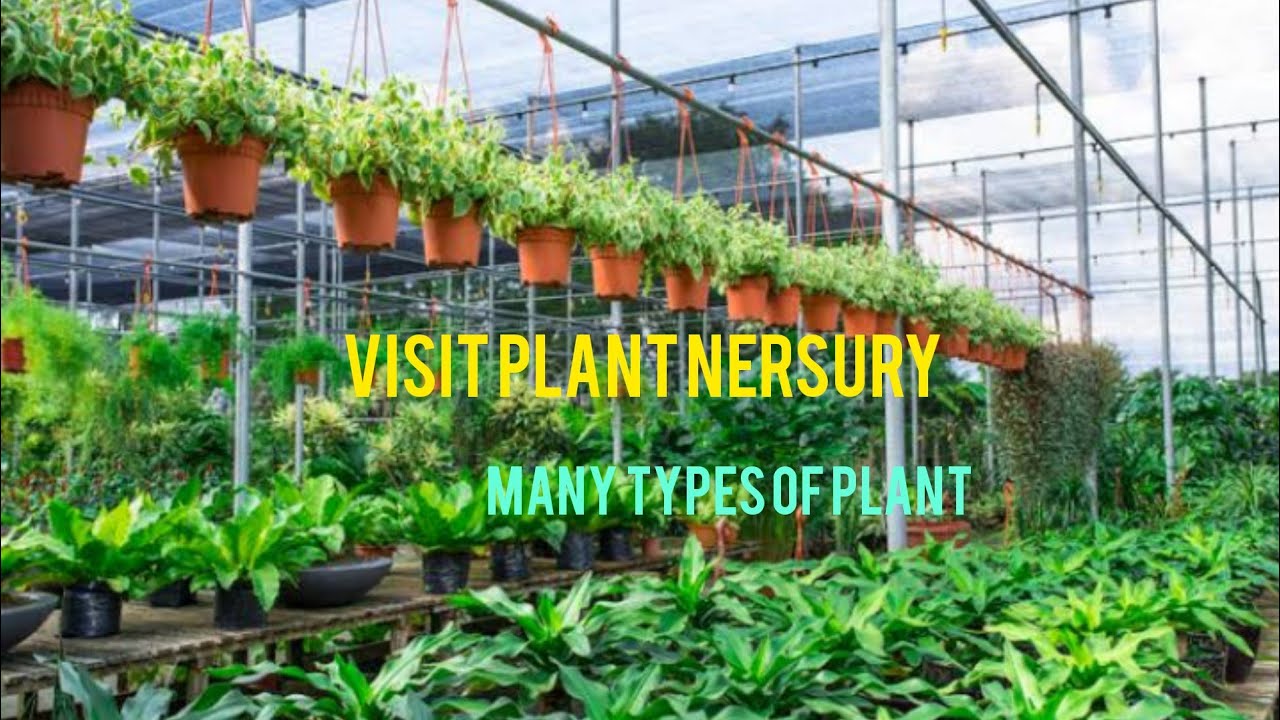 plant nersury visit (plant nersury kaisa hota hai aaiye ghumte hai
