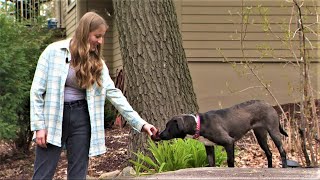 Family takes in rescue, then learns the dog has same heart condition as daughter — needing same surg screenshot 3