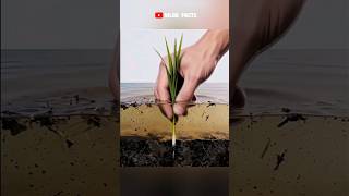 Ancient Farmers Used Bone Ash to Grow Rice #facts