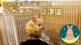その間にうさぎグッズ準備してみました　うみが来るまで1週間！　 [#02]