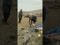 #shorts #animals #funny Viral Trending