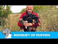 Six Puppies Rescued from Bushes