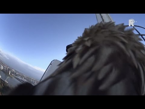 VIDEO: Zeearend maakt duikvlucht vanaf de Euromast