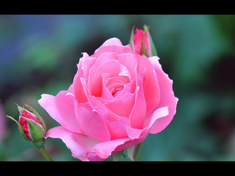 გაზაფხული 2022