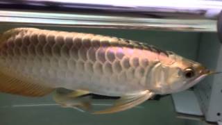 ゴールデンヘッドとゲオとショートバルブ