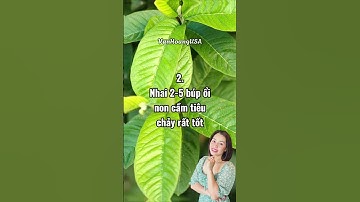 5 công dụng tuyệt vời của lá ổi.  #doisong #lamdep #songkhoe #phunu #cuocsong