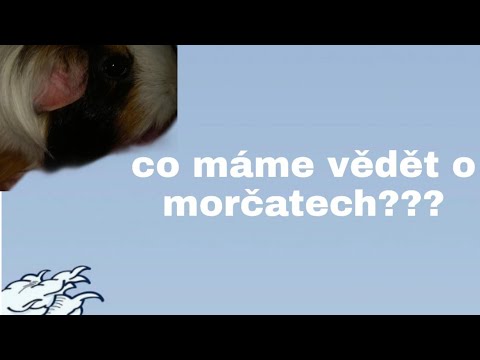 Video: Kožešinové Roztoče U Morčat