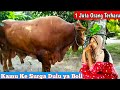 Sapi Terbesar 2020 - 1, 3 Ton Up untuk Qurban || Selamat Jalan Sapi Legendaris Kediri