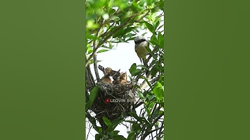 Mother bird Feeding 3 hungry chicks in the nest - Long tailed shrike