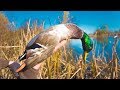Frozen Marsh Greenheads - Duck Hunting 2017