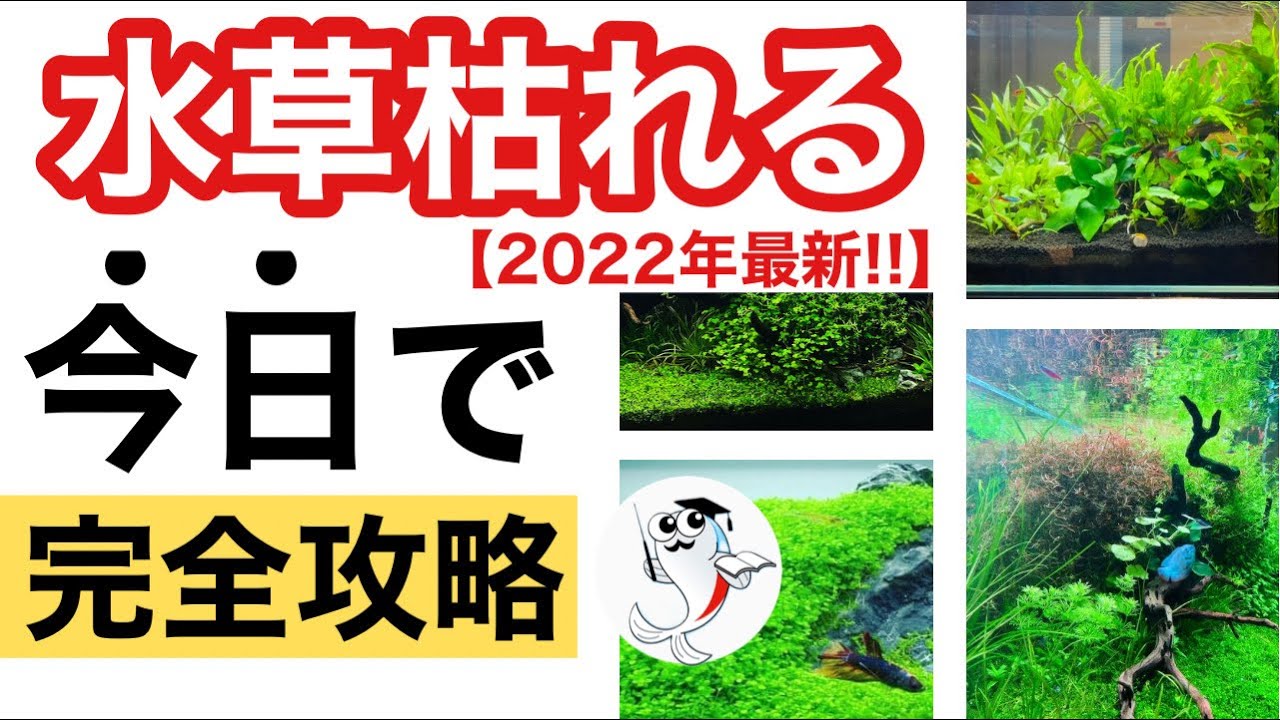 衝撃事実 水草が育たない人に共通する枯れる原因 完全攻略 Youtube