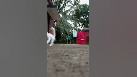 Video 11527421: persian cat kitten pet, persian cat kitten white, persian cat pet love, born persian cat kitten, persian cat kitten cute, persian kitten doll, persian kitten baby