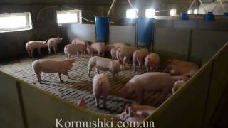 Кормушки для свиней Dimax Кормушки для свиней Dimax