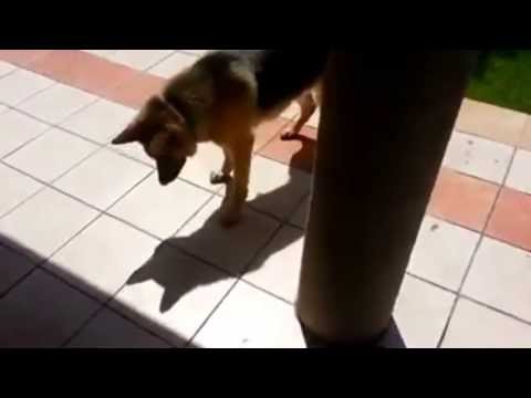 Dog chasing its own shadow - Hund jagt sein eigenen Schatten :) - Fun