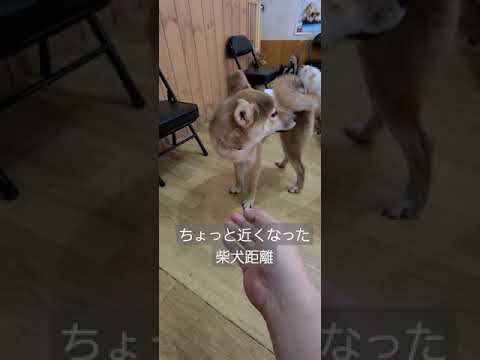 柴犬距離が少し近くになったかな でも 柴犬ツンデレ Shorts 犬ふれあいカフェ大阪 ドッグトレーニング大阪 ペット就労移行支援 柴犬距離 Youtube