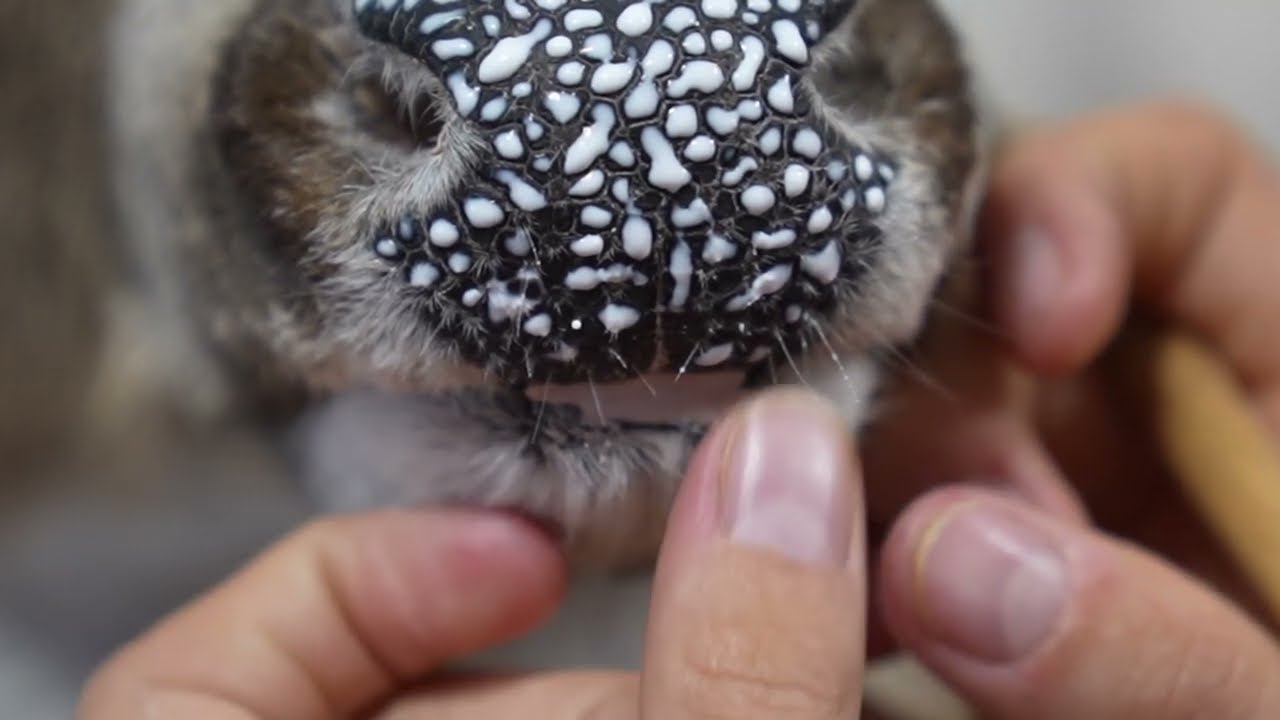 How To Add Nose Texture and Rebuild Lower Lip THE EASY WAY | Part 6 Whitetail Taxidermy