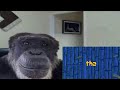 monke reacts