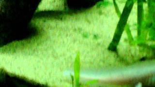 Albino Aquatic Lizard