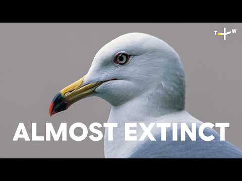 Taiwanese Photographer’s Lifetime Search for a Mythical Bird