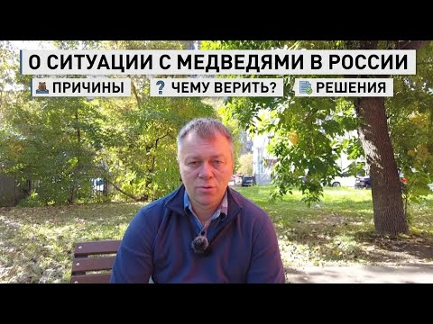 Andrey on the Bear Situation in Russia: Causes, What to Believe, and Solutions