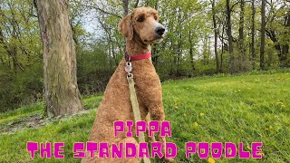Beautiful day at the park with Pippa the Standard Poodle
