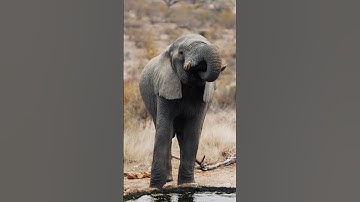 Bundox Explorer Camp, Hoedspruit - Book on LekkeSlaap